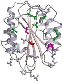 VWF-A3 domain