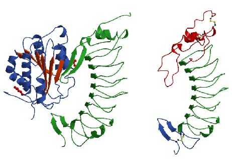 VWF-GpIb complex