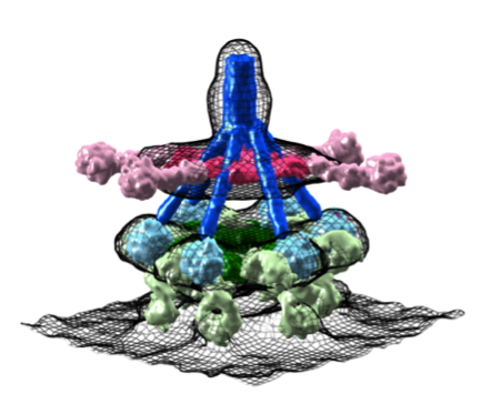 model of C1 bound to IgG antibodies on a vesicle surface