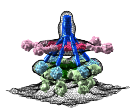 IgG-C1 complex