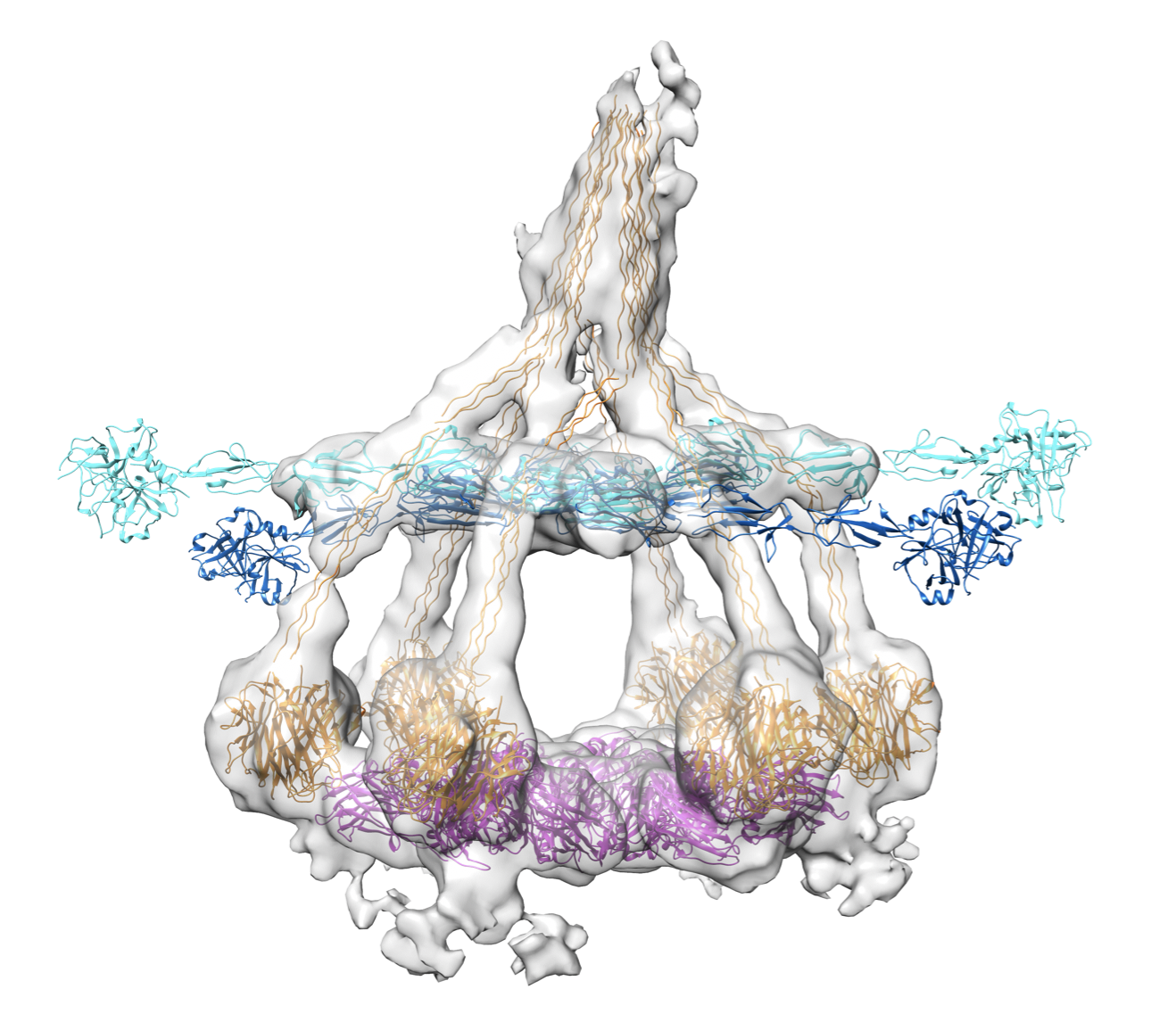 C1-IgG1