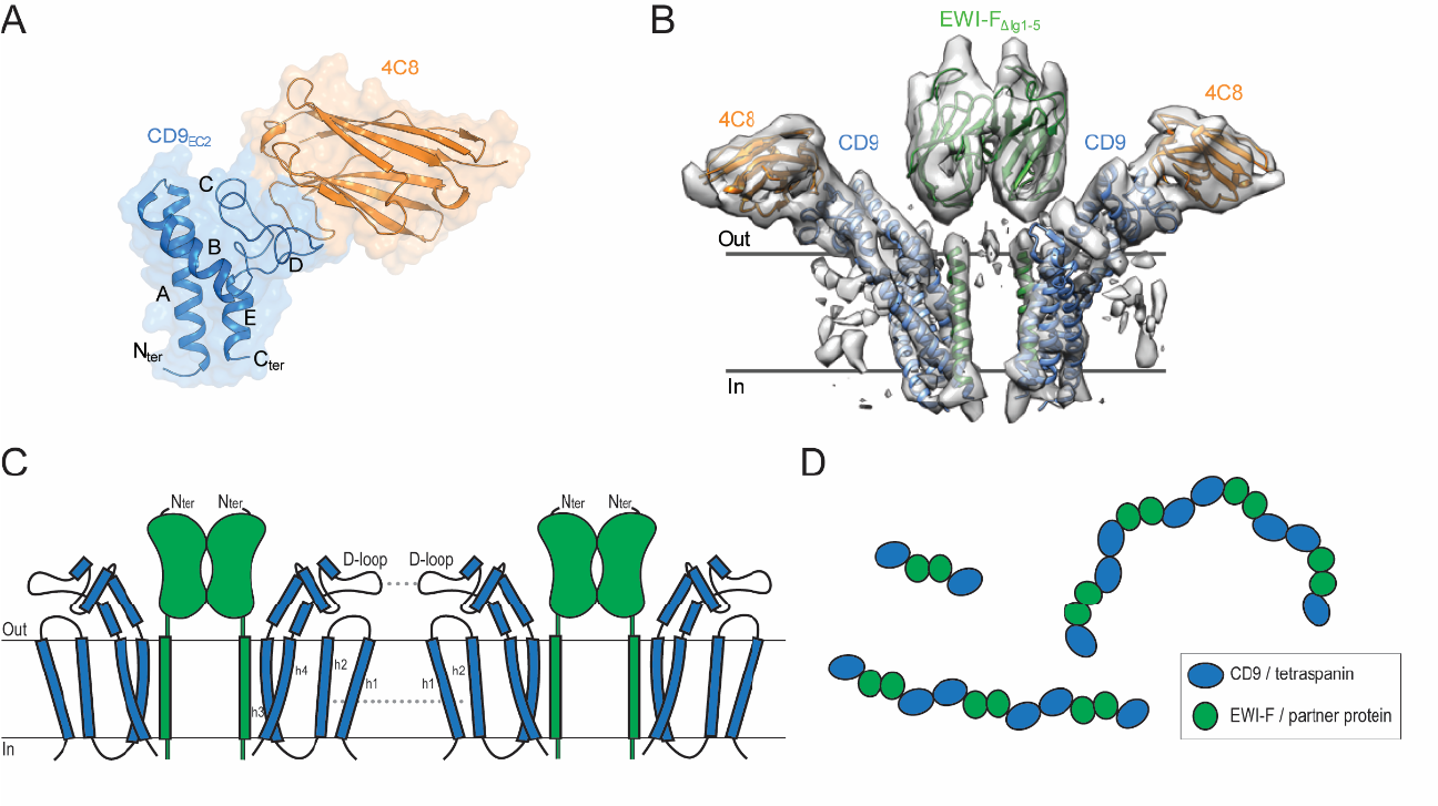 CD9_EWI-F structure