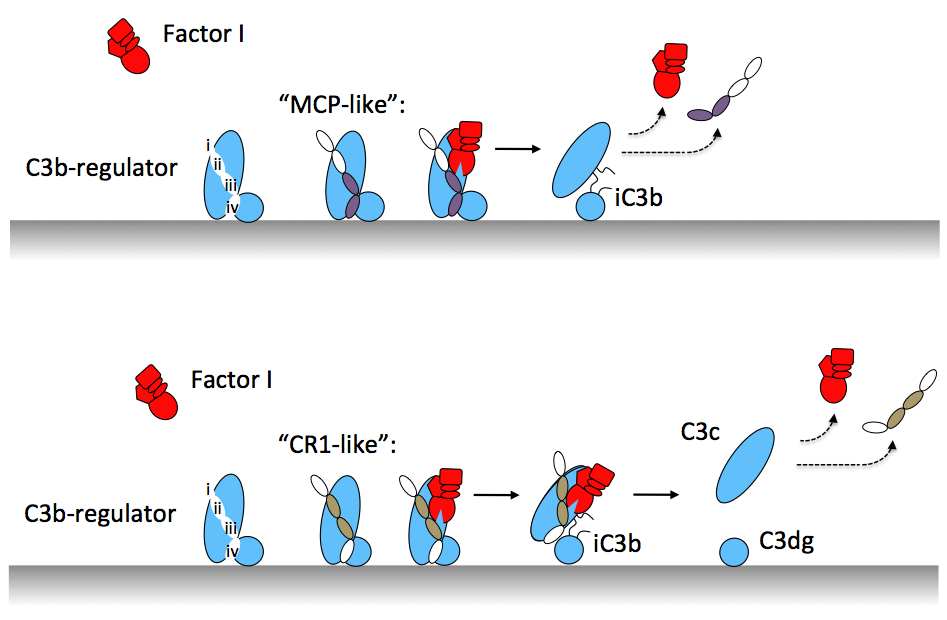 Regulator-dependent processing