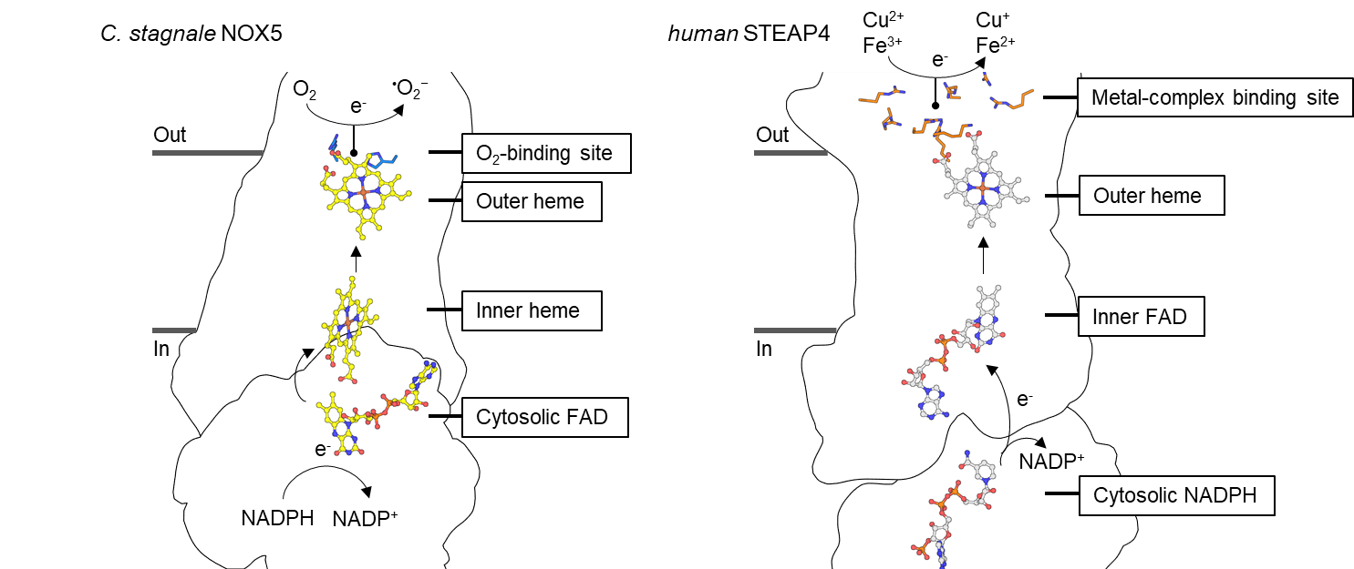 STEAP-NOX co-factors comparison