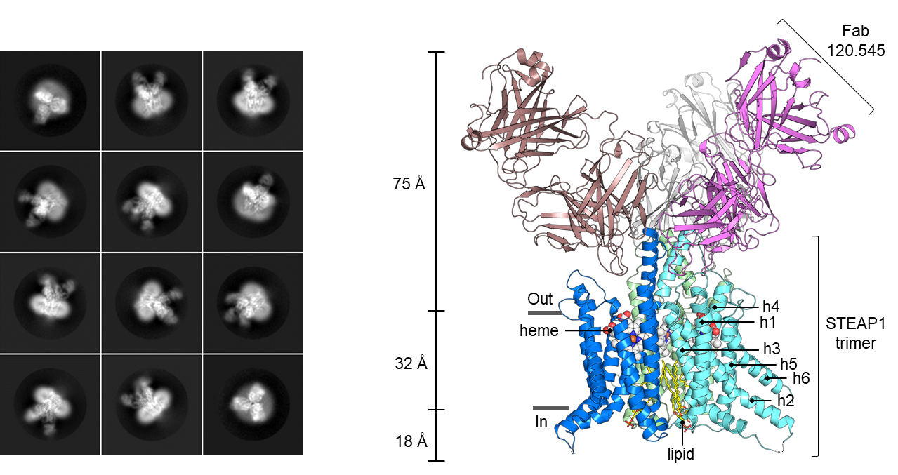 Structure Determination of STEAP1