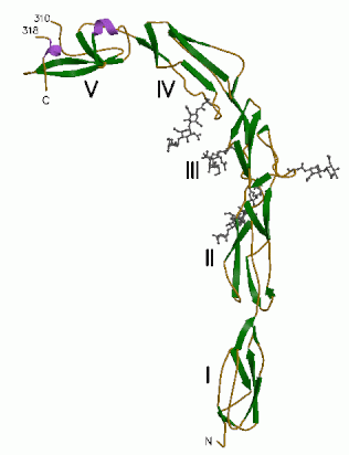 Anti Beta 2 Glikoprotein 1 Antikoru 79
