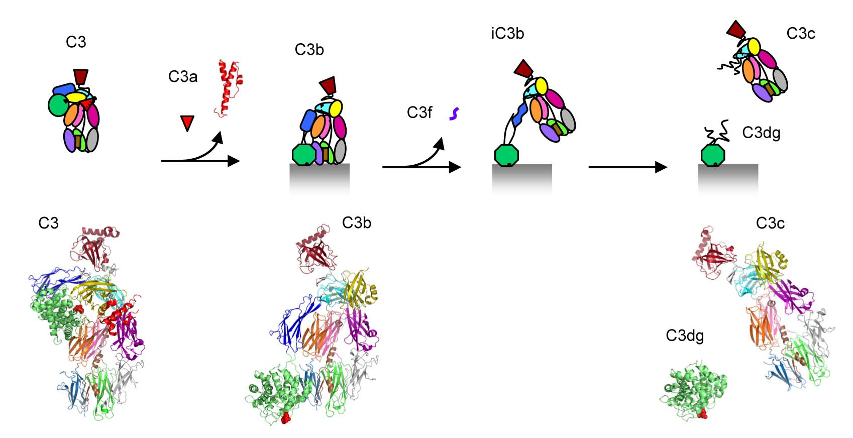 C1 bound to Ab on vesicles