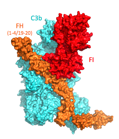 C3b - Factor H - Factor I