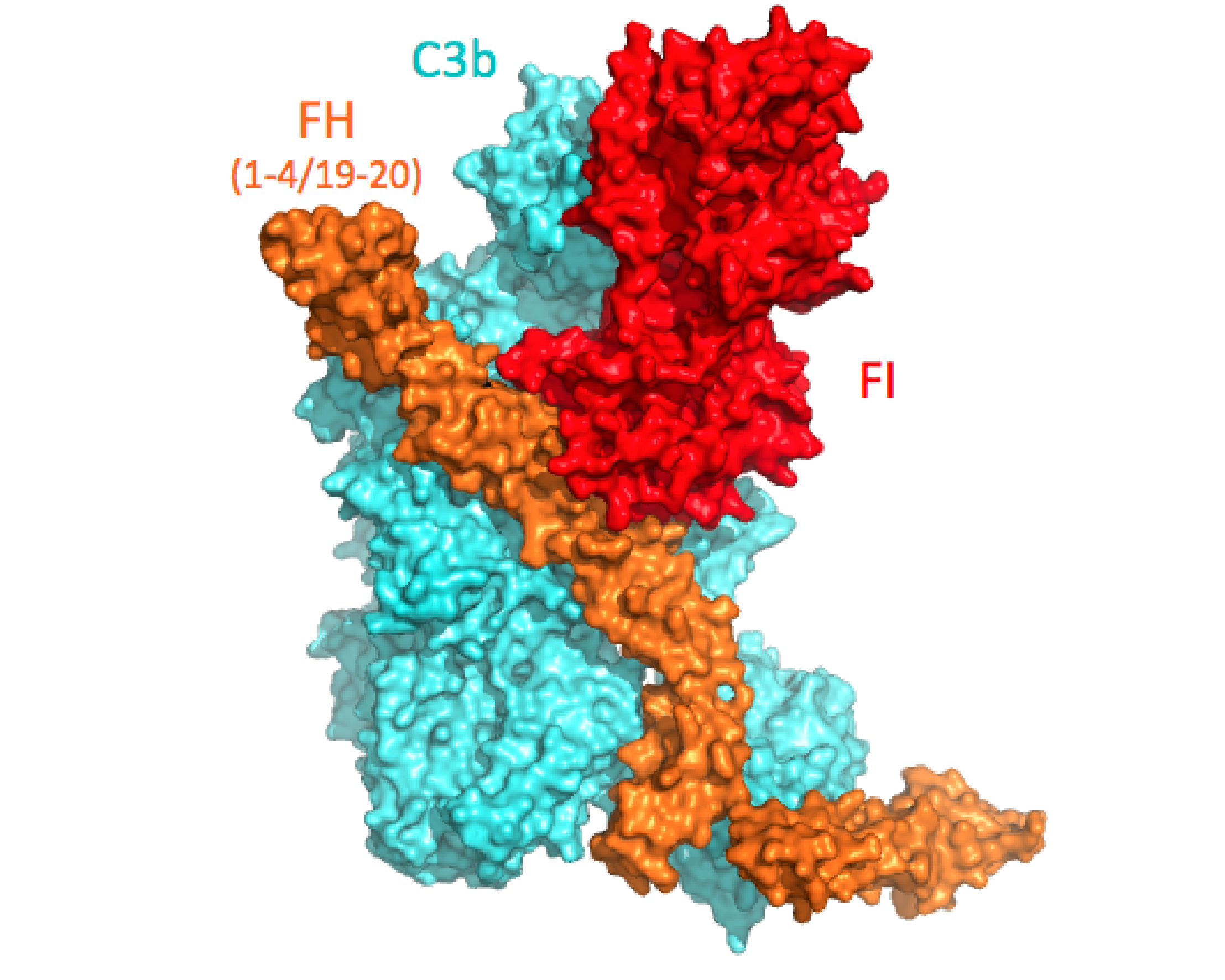 C3b-Factor H-Factor I