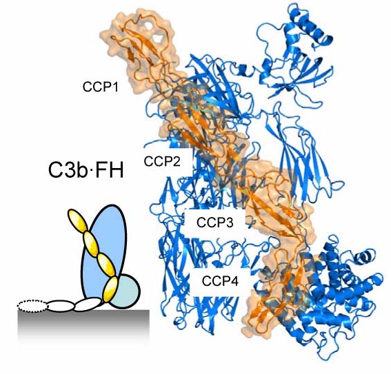 C3b-FH(1-4)