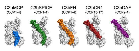 C3b-MCP/SPICE/FH/CR1/DAF