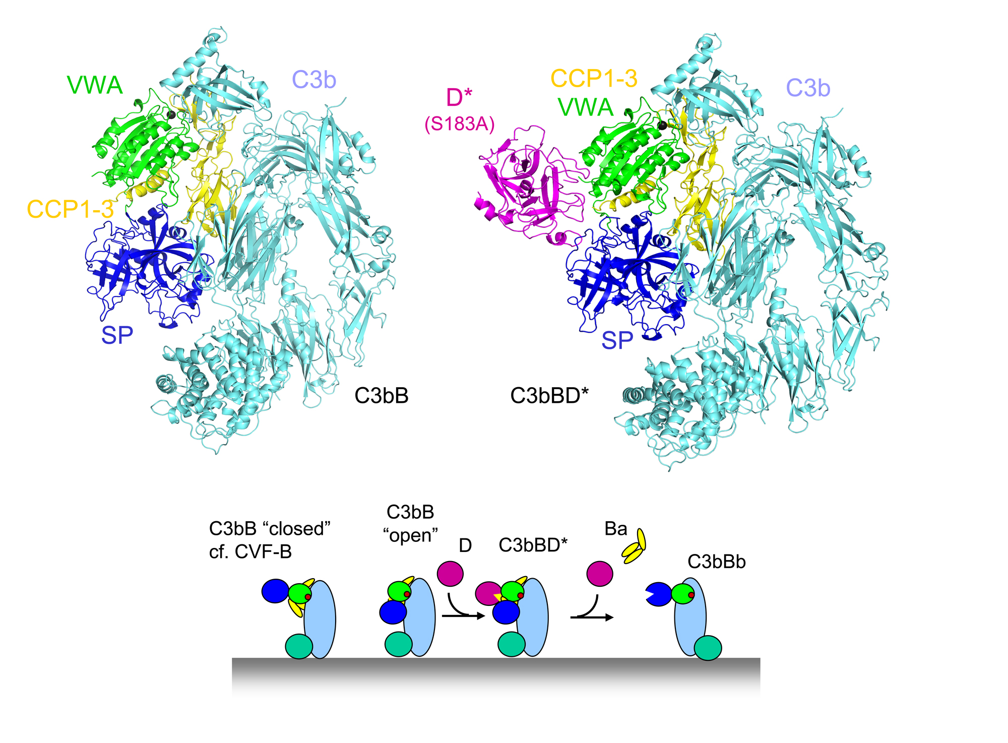 C3bB and C3bBD