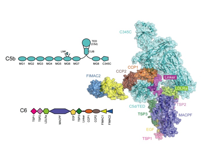 C5b6 structure