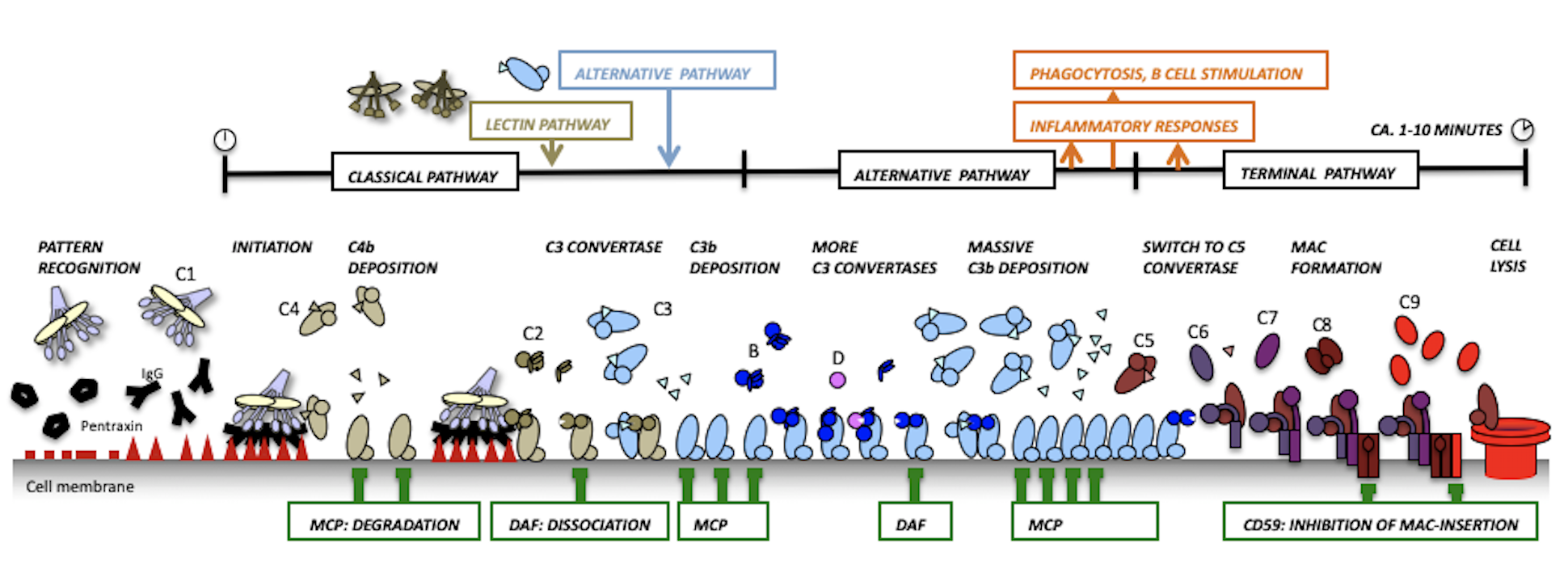 Overview of complement activation