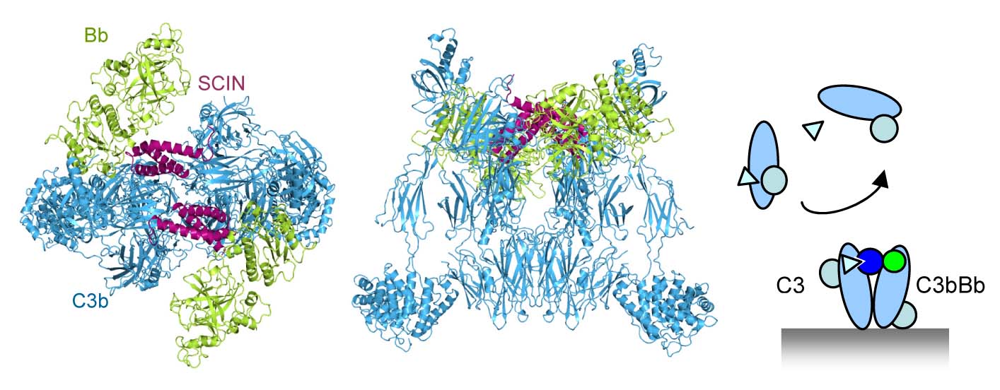 C3 Convertase SCIN complex