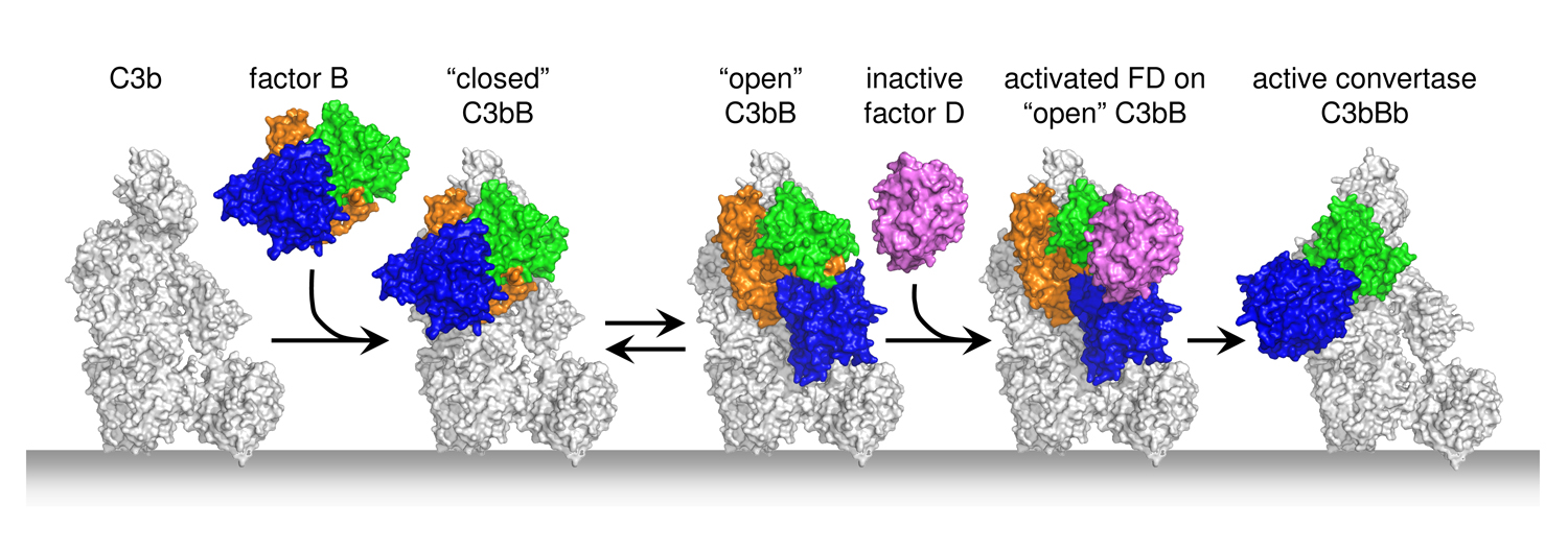 Convertase formation