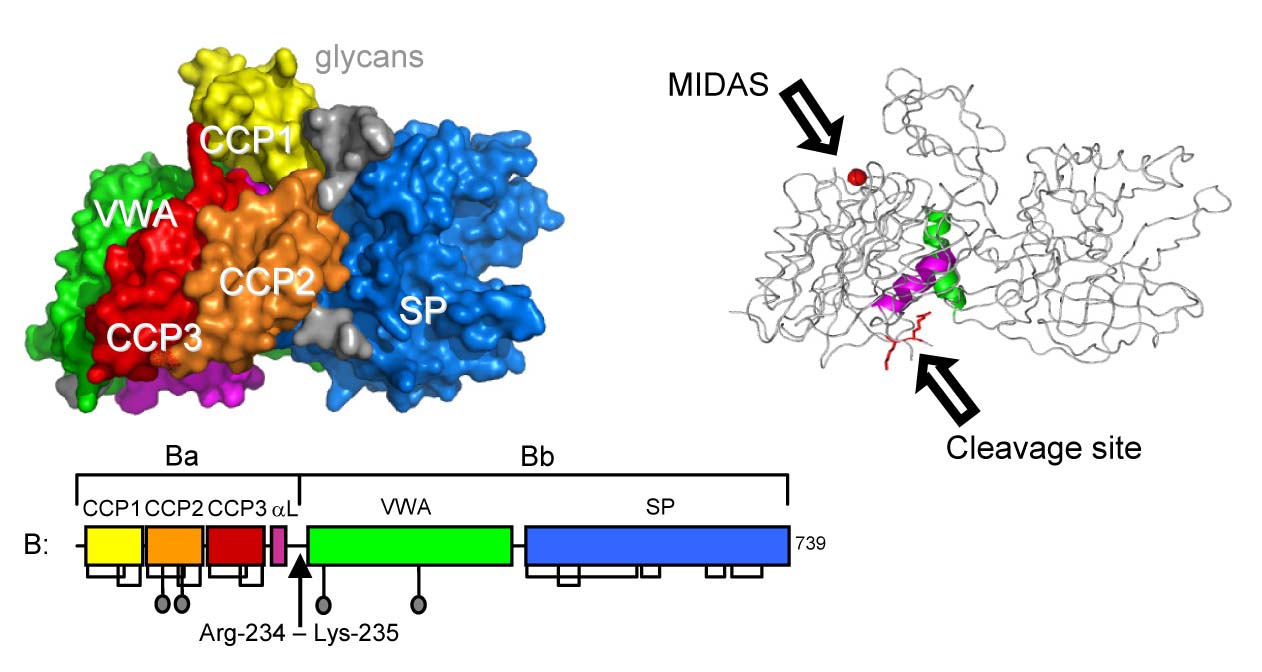 Factor B