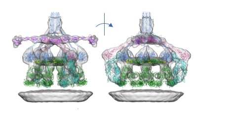 Structure of IgM-C1-C4b