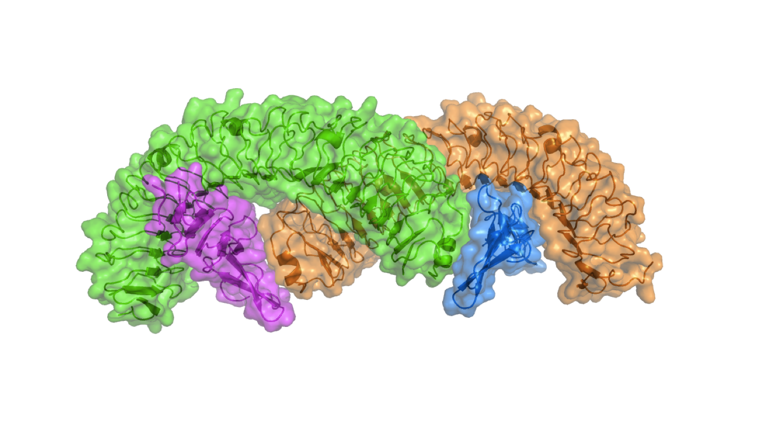 LGR5-Rspo1 dimer