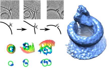 MAC vesicle