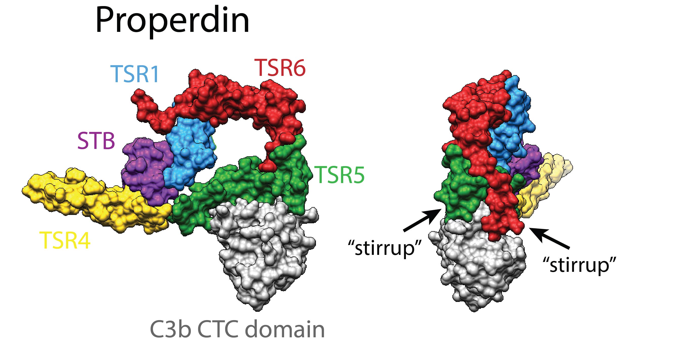 Properdin/C3-CTC complex