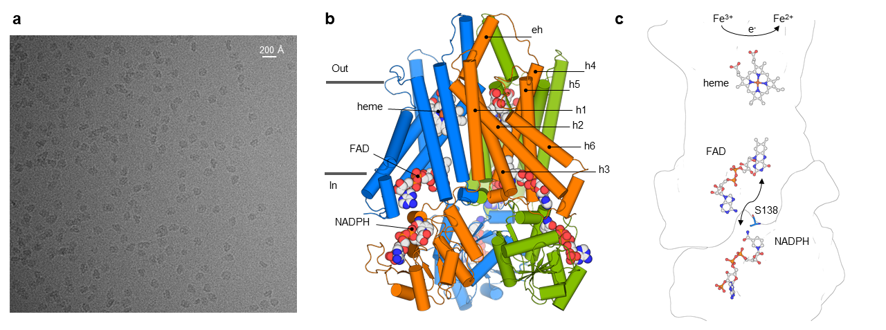 Structure Determination of STEAP4